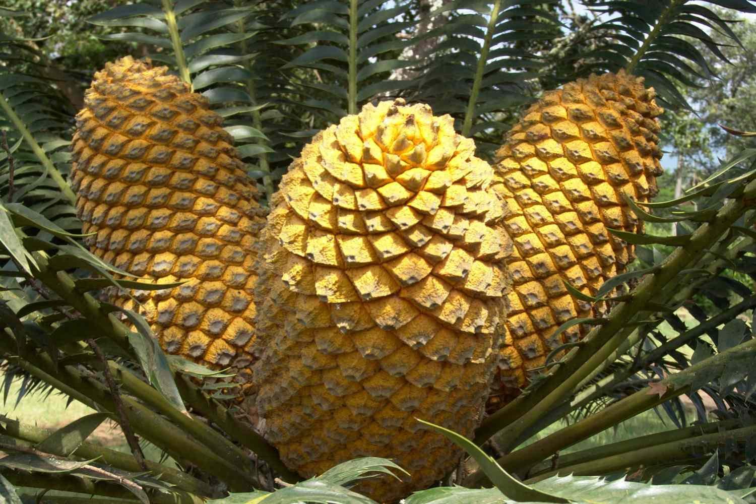 Gymnosperms