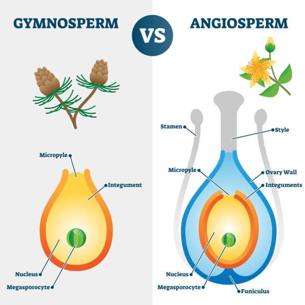Gymnosperms