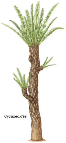 Gymnosperms