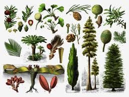 Gymnosperms