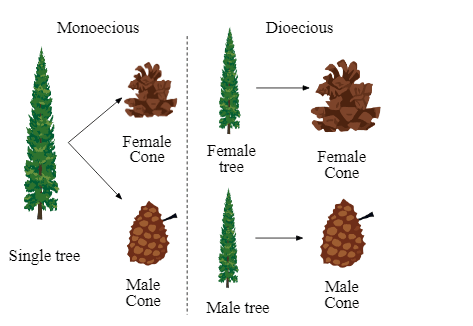 Gymnosperms