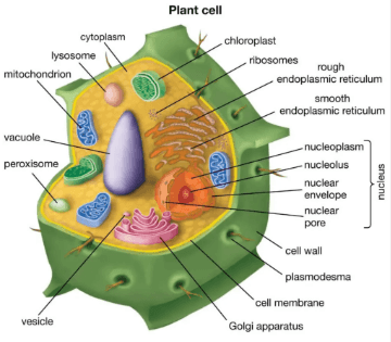 centriole