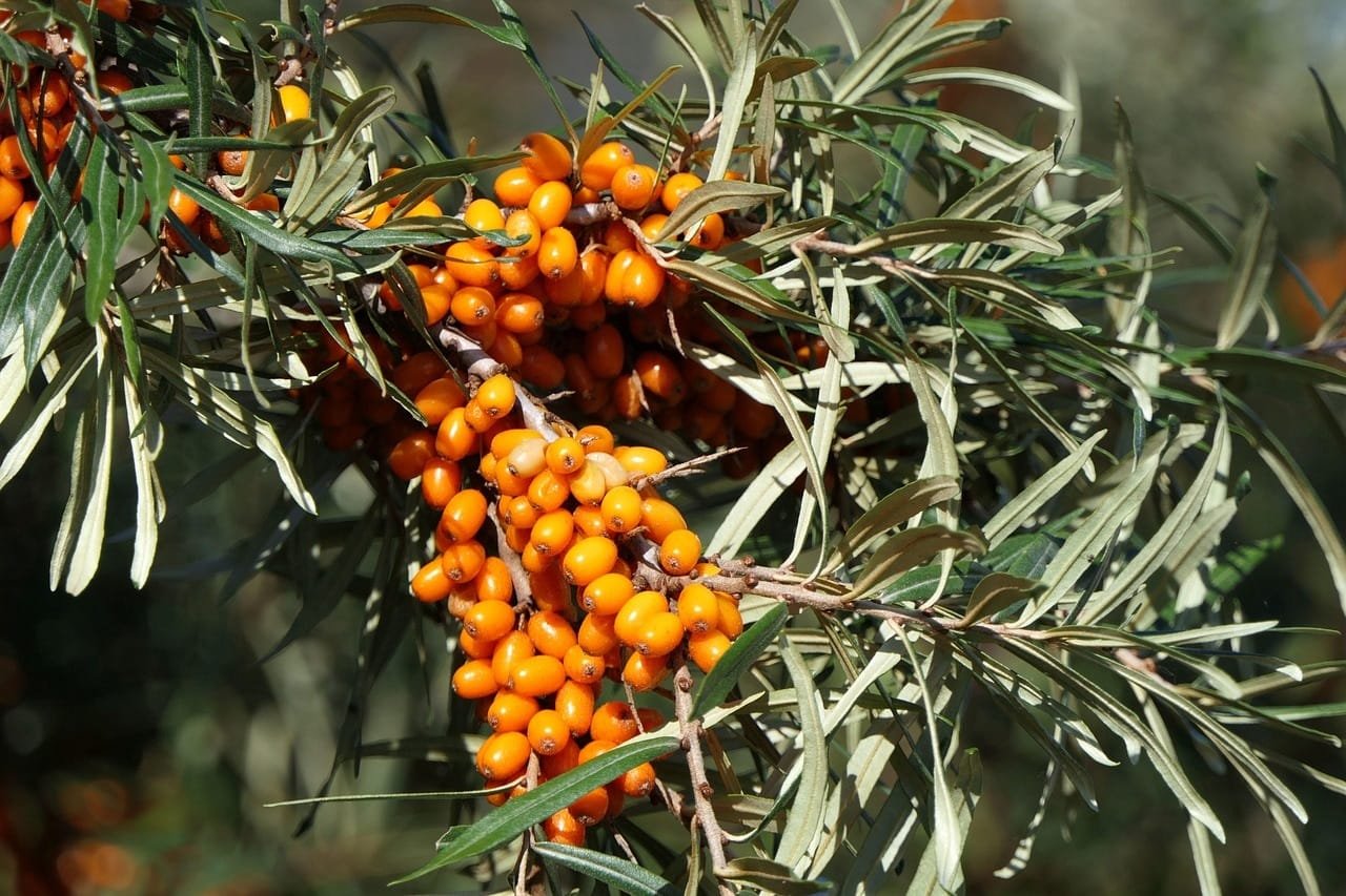 Sea Buckthorn Benefits