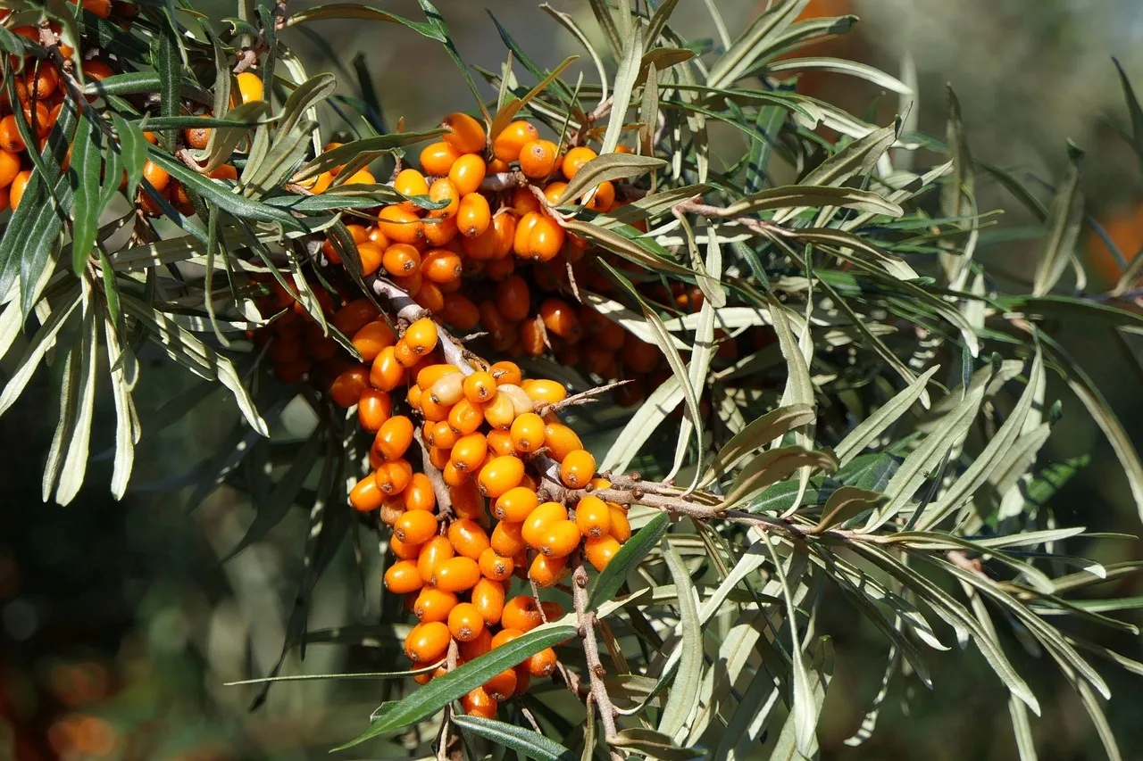 Sea Buckthorn Benefits